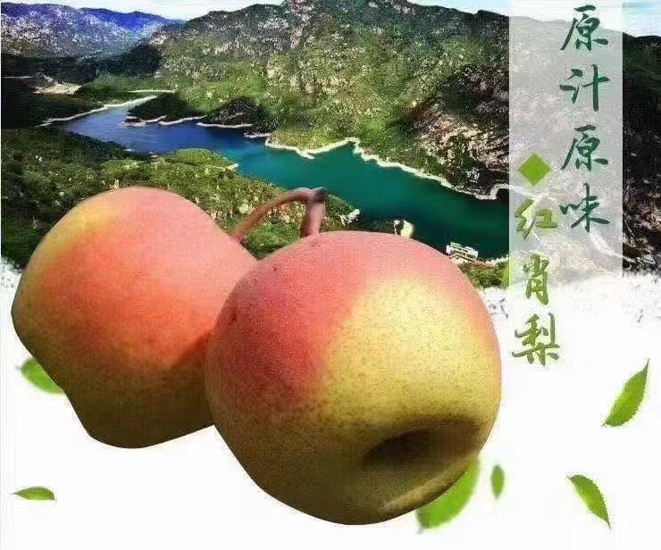 河防口红肖梨